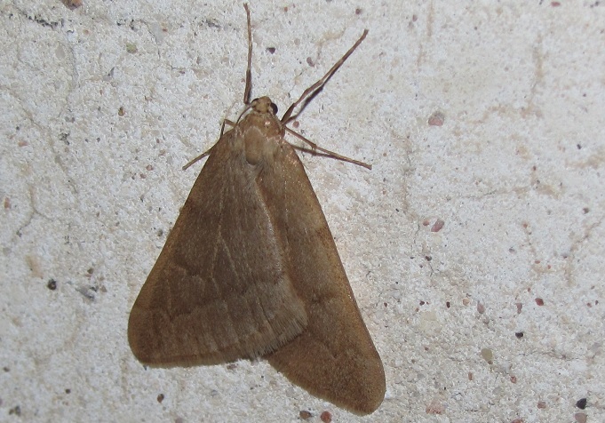 Geometridae invernale:  Alsophila aceraria